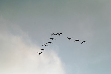 wild geese during the flight