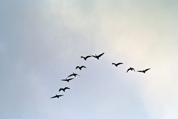 wild geese during the flight