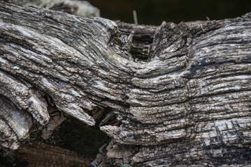 Detail of wooden beam in a demolished stone house in the north of Spain, Cantabria