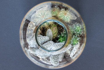 Greenhouse. Glass. Top. View. Cactus. Garden. Green. Deco