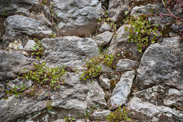 Detail of a demolished stone house in the north of Spain, Cantabria