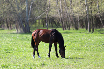 Purebred young sport horses graze in the pasture. Paddock horses living on rural ranch