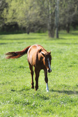 Purebred young sport horses graze in the pasture. Paddock horses living on rural ranch