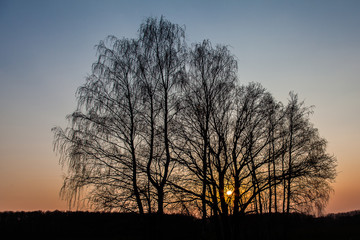 The contours of the two branchy trees against the backdrop of a spring sunset