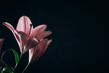 Bouquet of pink lily flowers in the rays of light on a black background. fresh buds of a flowering plant close-up, copy space. studio shot. the plot of the holiday card
