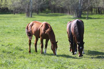 Naklejka na ściany i meble Purebred young sport horses graze in the pasture. Paddock horses living on rural ranch