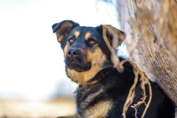 Portrait of a stray dog lying in the shade.
