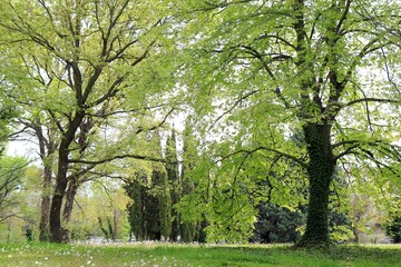 Compositions of trees and flowers in the Botanical garden of Varna (Bulgaria)