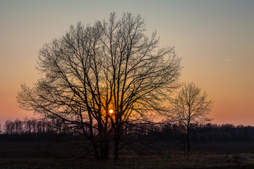 The contour of the branching tree on the background of spring sunset