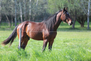 Thoroughbred horses walking and grazing in green meadow in beautiful morning springtime