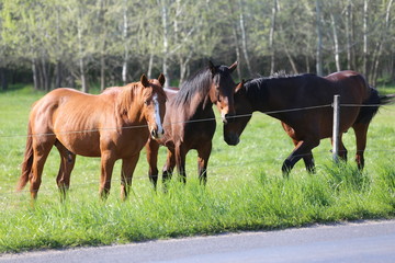 Thoroughbred horses walking and grazing in green meadow in beautiful morning springtime