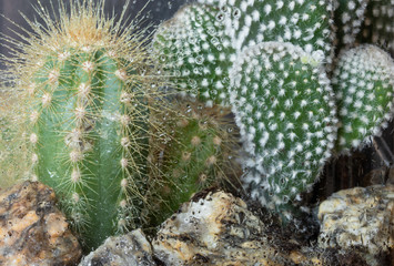 Greenhouse. Nature. Garden. Cactus. Glass. Watering. Deco