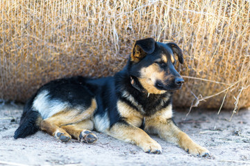 Portrait of a stray dog lying in the shade.