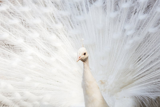 Frame filling image of a white Peafowl with its wings out seen in the spring time of 2019 in Norfolk, England.