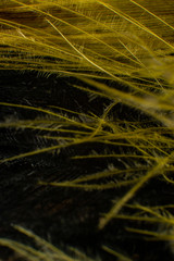 Close up detail of feathers background.