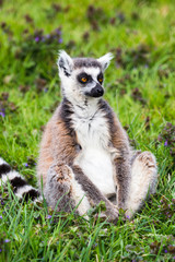 Naklejka na ściany i meble Portrait of a Ring Tailed Lemur as it sits the grass during the spring of 2019 in England.