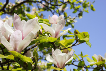 Close-up – view of Beautiful Magnolia Blossom, Greeting the Spring Sun on Clear Blue Sky. Blurred Background with Copy Space. 