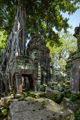 Fototapeta na wymiar Strangler fig tree growing on the ruins of Ta Prohm temple, Siem Reap, Cambodia