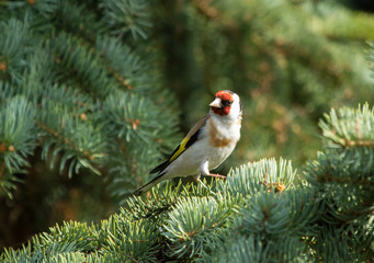 European goldfinch (Carduelis carduelis) sitting on the branch of fir tree