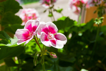 Blooming geranium