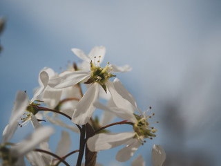 White flower closeup. Spring flowers closeup.