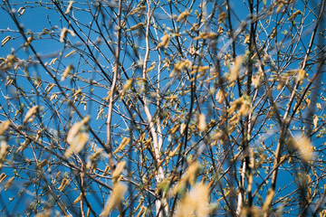 texture. branches of young birch with earrings. shallow depth of field.