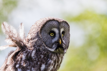 The wind blows the feathers of a large Great Grey Owl during the spring of 2019 in England.