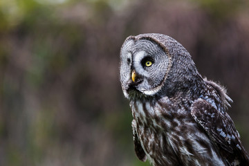 A Great Grey Owl looks into the sky as the wind blows through its feathers in the spring of 2019 (seen in East Anglia, England).