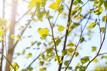 texture. branches of young birch with earrings. shallow depth of field.