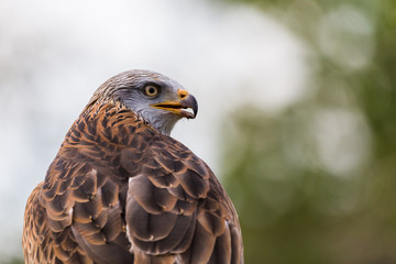 A Harris Hawk looks into the distance s it rests on a post in the spring of 2019 in England.