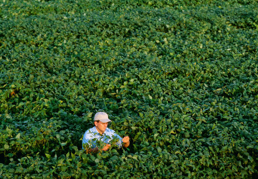 A Farmer Inspects His Late Season Roundup Ready Soybean Crop For Pod Set; Arkansas, United States Of America