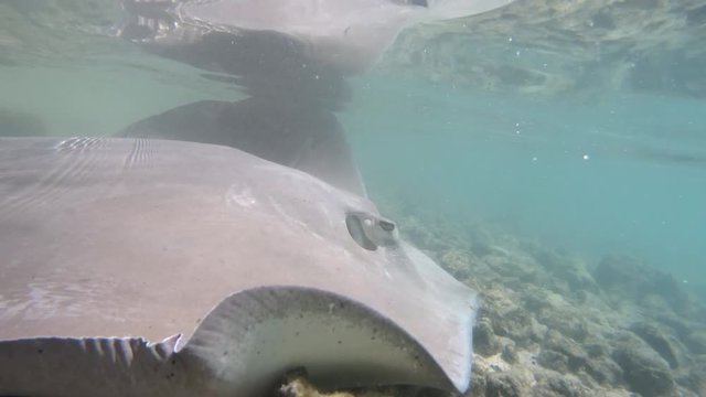 Stingrays underwater video of animals and wildlife in nature in French Polynesia, Bora, Bora, Tahiti. Stringray are often seen on snorkeling and diving tours.