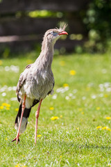 A Red-legged Seriema walks on its long legs in the grass during the spring of 2019 in England.