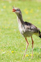 Close up of a Red-legged Seriema as it  opens its beak seen in the spring of 2019 in England.