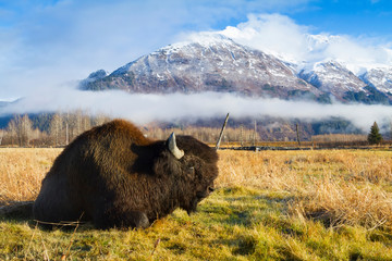 Wood Bison (Bison Bison Athabascae) Bull Rests In A Meadow At The Alaska Wildlife Conservation Center; Portage, Alaska, United States Of America