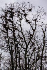 Colony of European Jackdaw Birds. A colony of jackdaw nesting high up in bare treetops against a dark cloudy sky.