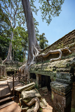 The famous Strangler fig tree growing on the ruins of Ta Prohm temple, Siem Reap, Cambodia