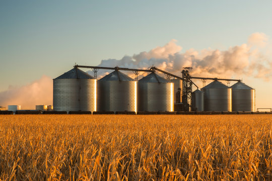 The Poet Biorefinery, An Ethanol Producer, And Corn Field, Near Groton; South Dakota, United States Of America