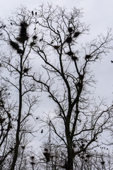 Fototapeta na wymiar Colony of European Jackdaw Birds. A colony of jackdaw nesting high up in bare treetops against a dark cloudy sky.
