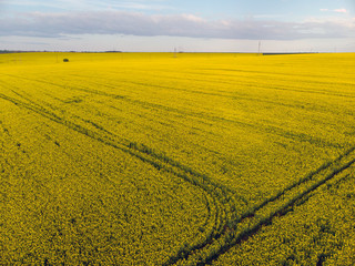 Drone View of Yellow Rape Seed Fields