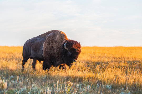 Bison (Bison Bison), Grasslands National Park; Saskatchewan, Canada