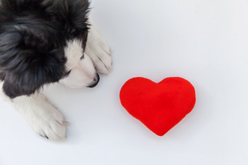 Funny studio portrait of cute smilling puppy dog border collie with red heart isolated on white background. New lovely member of family little dog gazing and waiting for reward. Pet care and animals c