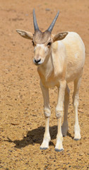  addax (Addax nasomaculatus), also known as the white antelope and the screwhorn antelope, is an antelope of the genus Addax, that lives in the Sahara desert. © Daniel Meunier