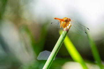 cigarra