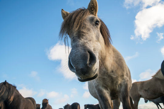 Low Angle View Of An Icelandic Horse Looking Into The Camera; South Coast, Iceland
