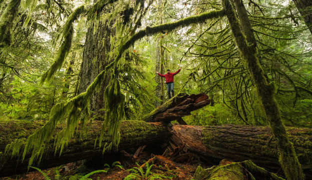 Man Standing On A Fallen Tree In Old Growth Rain Forest Of Cathedral Grove, Macmillan Provincial Park, Vancouver Island; Port Alberni, British Columbia, Canada