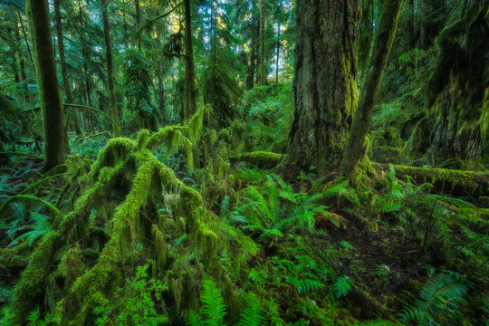 The Lush Rainforest Of Cathedral Grove, Macmillan Provincial Park, Vancouver Island; British Columbia, Canada