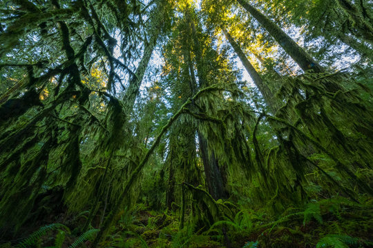 The Lush Rainforest Of Cathedral Grove, Macmillan Provincial Park, Vancouver Island; British Columbia, Canada