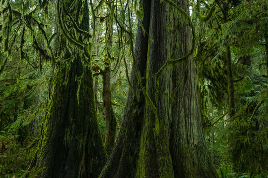 The Lush Rainforest Of Cathedral Grove, Macmillan Provincial Park, Vancouver Island; British Columbia, Canada
