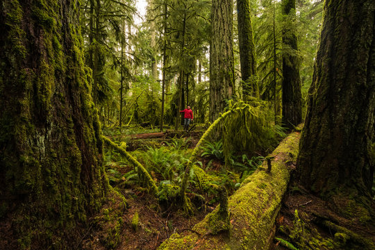 A Tourist In The Lush Rainforest Of Cathedral Grove, Macmillan Provincial Park, Vancouver Island; British Columbia, Canada